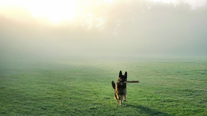 Fritz Field dog park in Edmonton, Alberta
