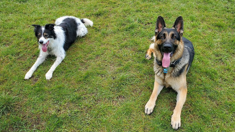 Fritz Field dog park in Edmonton, Alberta