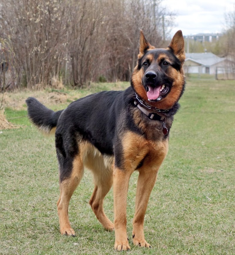 ARC Bark Park-Off Leash Dog Park dog park in Drayton Valley, Alberta