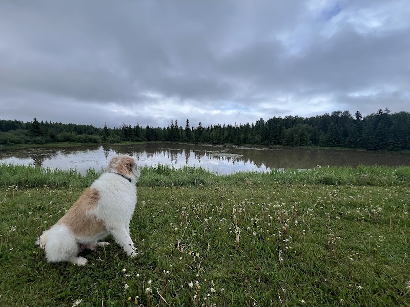 Dog Park dog park in Edson, Alberta