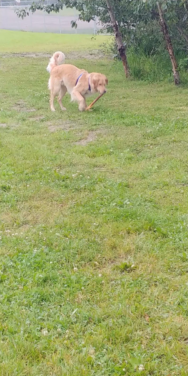 Dog Park dog park in Edson, Alberta