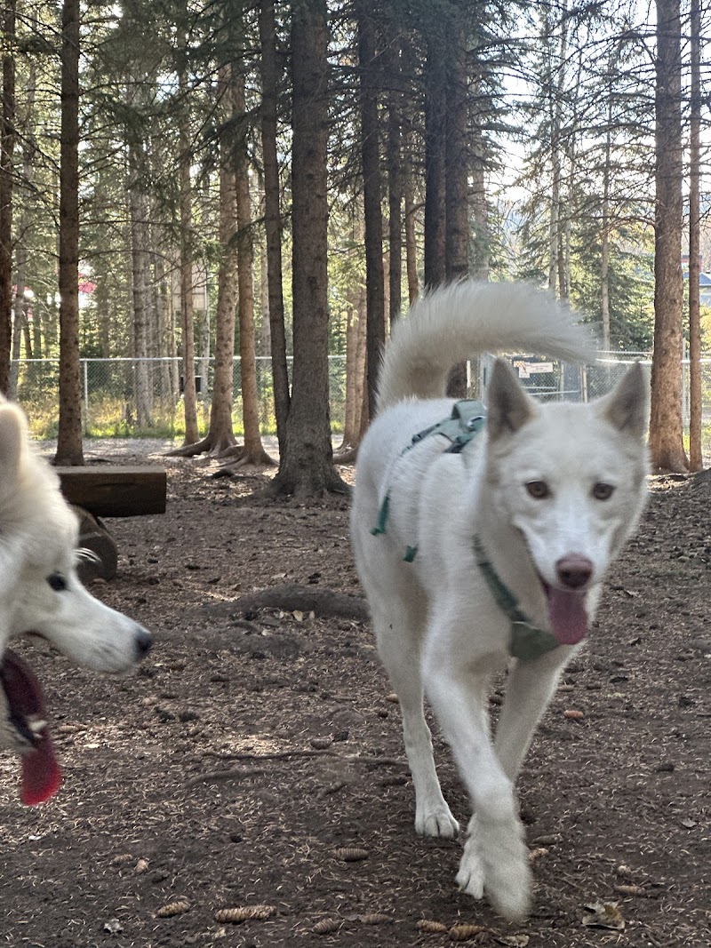 Hinton Dog Park dog park in Hinton, Alberta