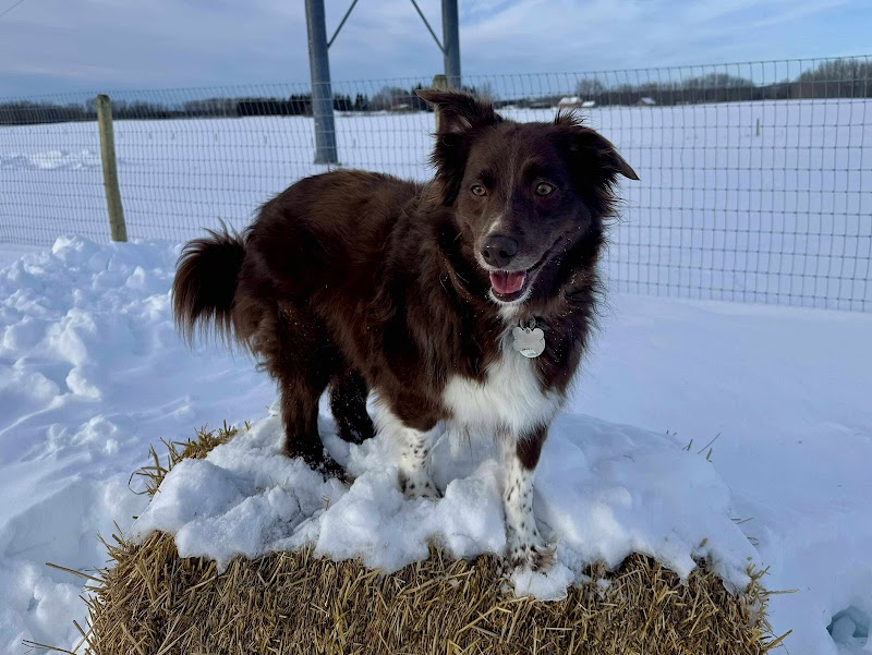 Spruce Grove Dog Spot | Private Dog Park dog park in Spruce Grove, Alberta