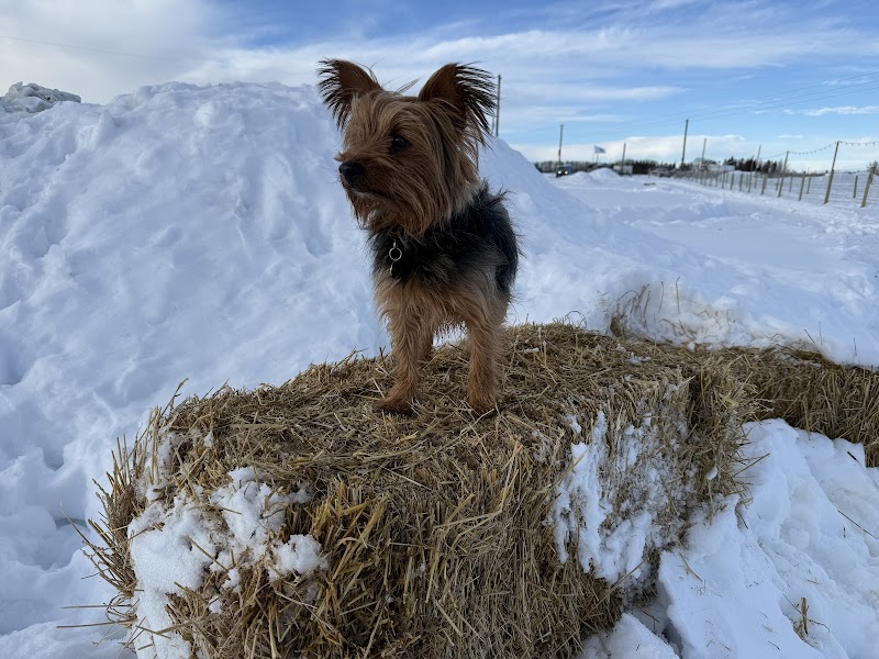 Spruce Grove Dog Spot | Private Dog Park dog park in Spruce Grove, Alberta