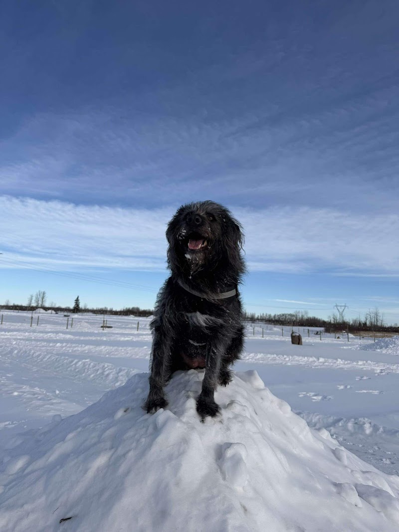 Spruce Grove Dog Spot | Private Dog Park dog park in Spruce Grove, Alberta