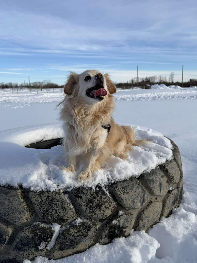 Spruce Grove Dog Spot | Private Dog Park dog park in Spruce Grove, Alberta