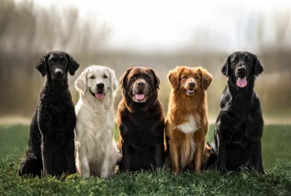South bear creek offleash dog park dog park in Grande Prairie, Alberta