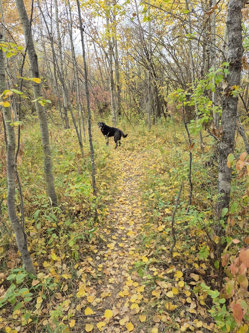 K9 Off-Leash Dog Park dog park in Leduc, Alberta