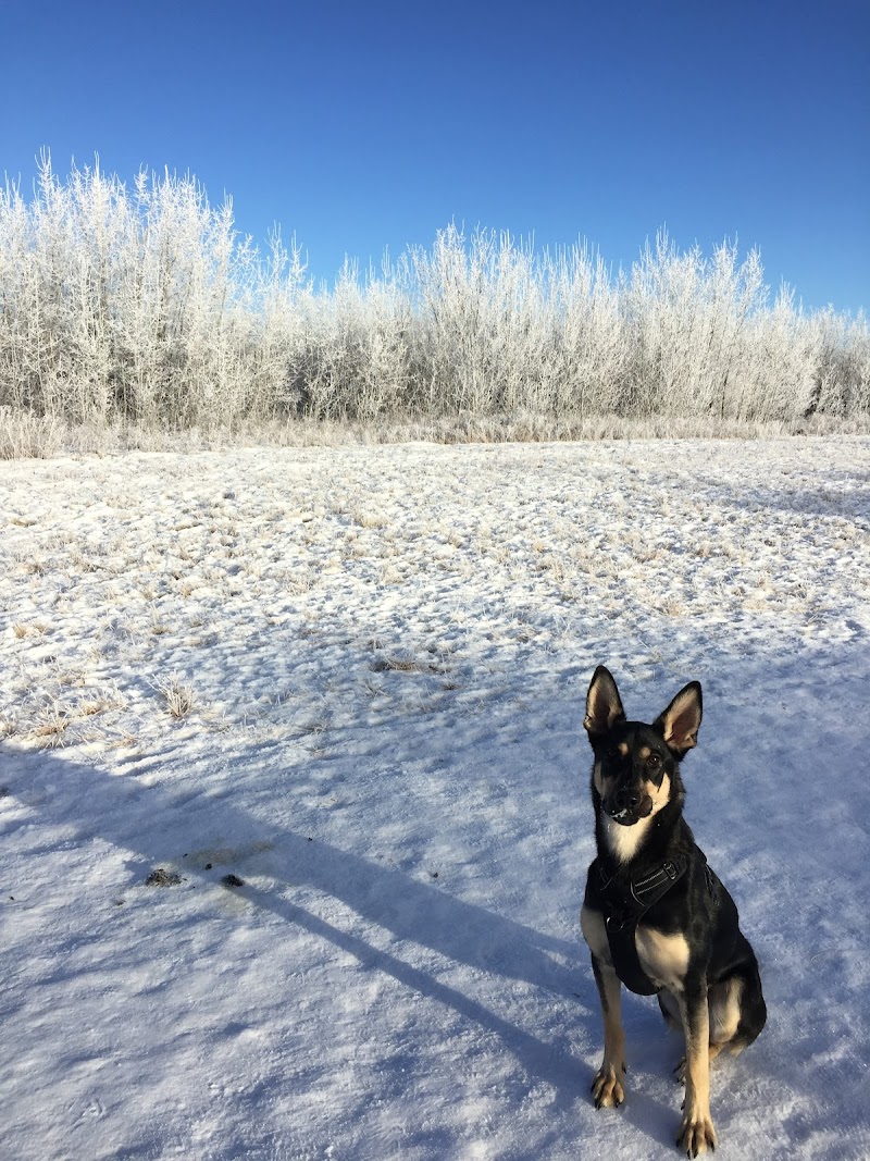 K9 Off-Leash Dog Park dog park in Leduc, Alberta