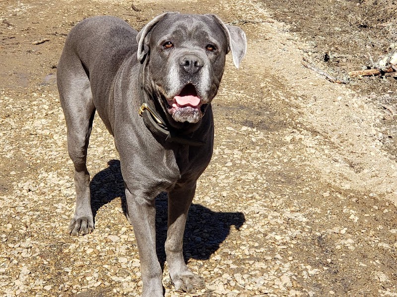 Thickwood Dog Park dog park in Fort McMurray, Alberta
