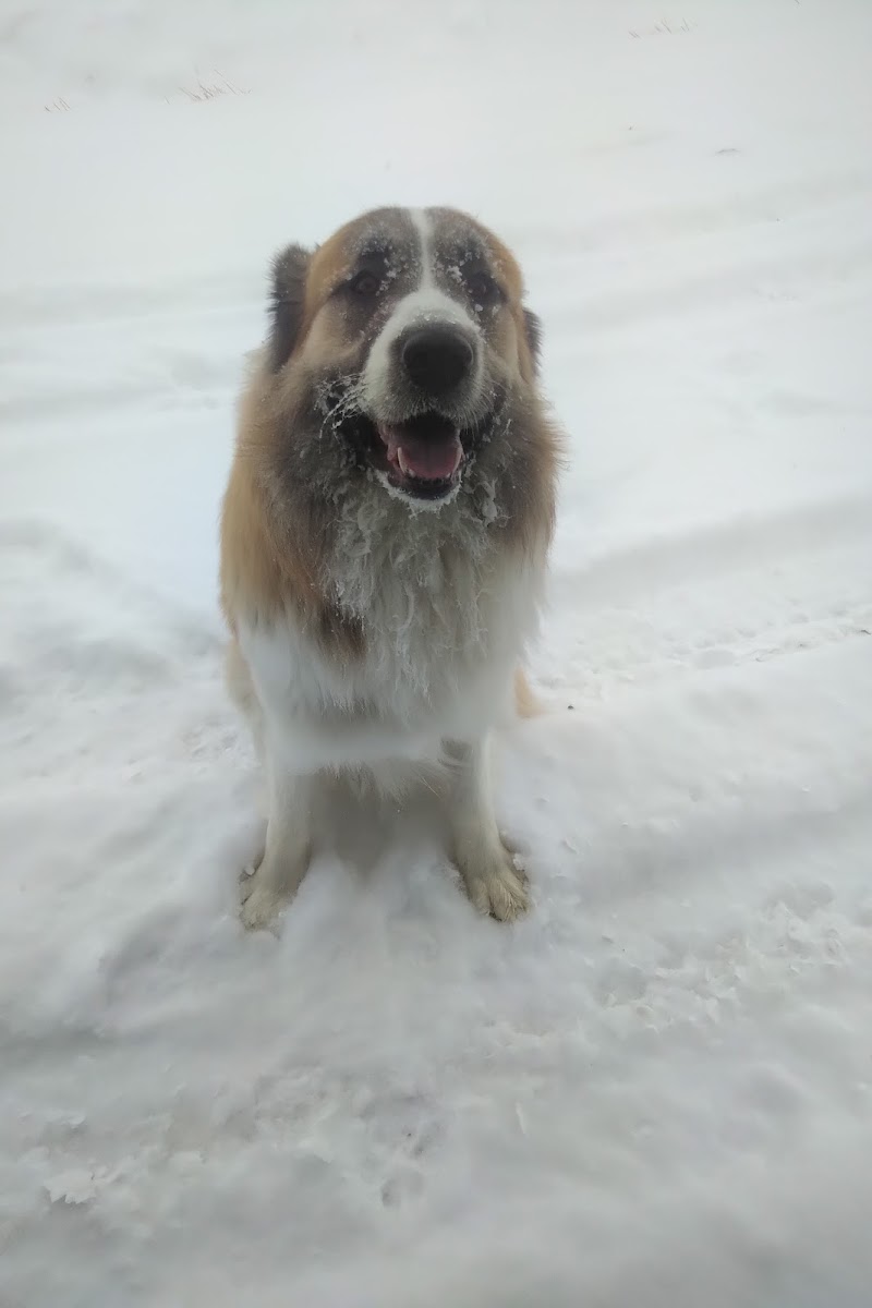 Gregoire Dog Park dog park in Fort McMurray, Alberta