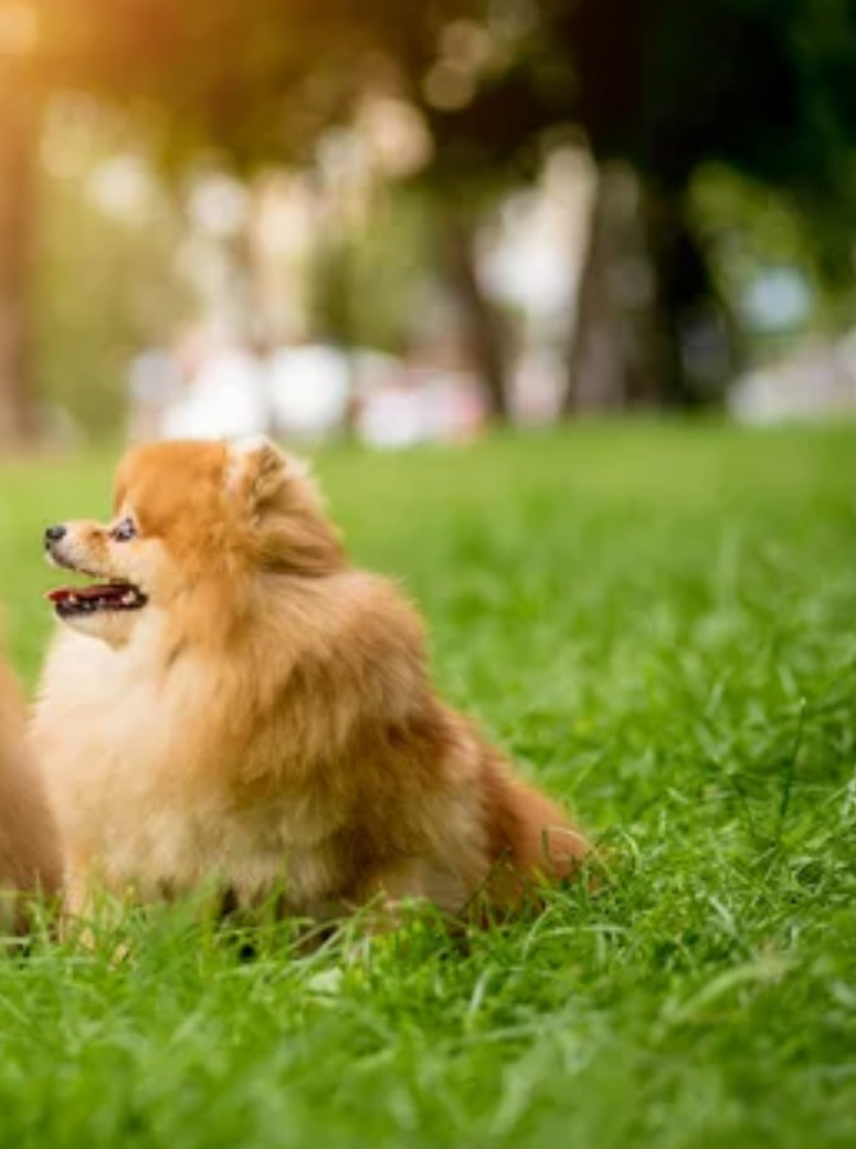 Gregoire Dog Park dog park in Fort McMurray, Alberta