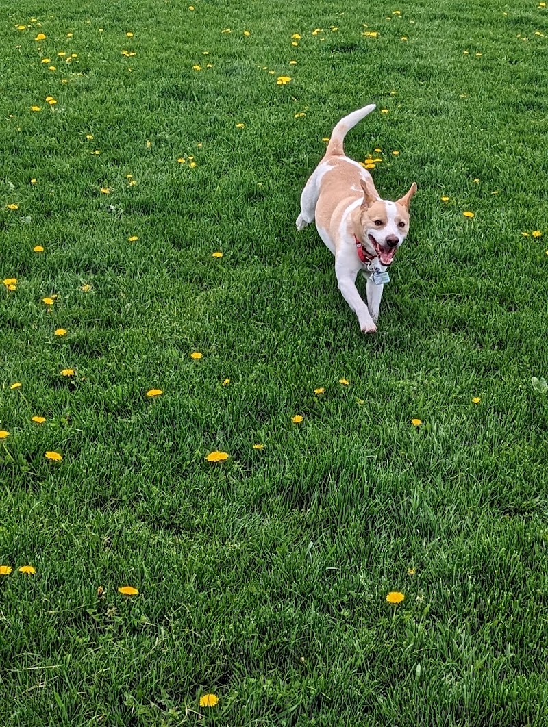 Mitchell Leash Free Dog Park dog park in Mitchell, Ontario