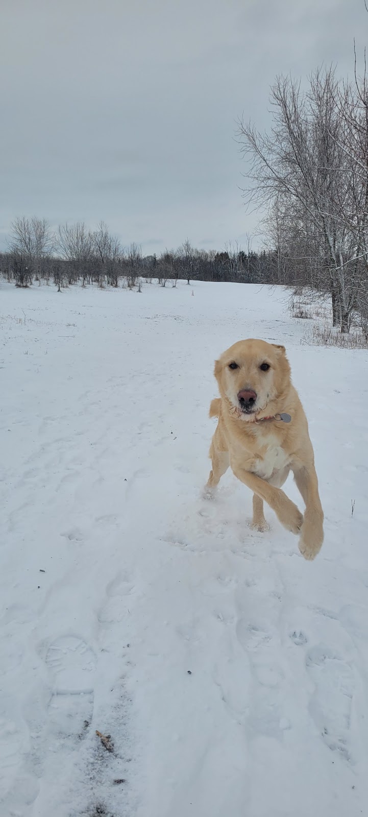 Bechtel Dog Park dog park in Kitchener, Ontario
