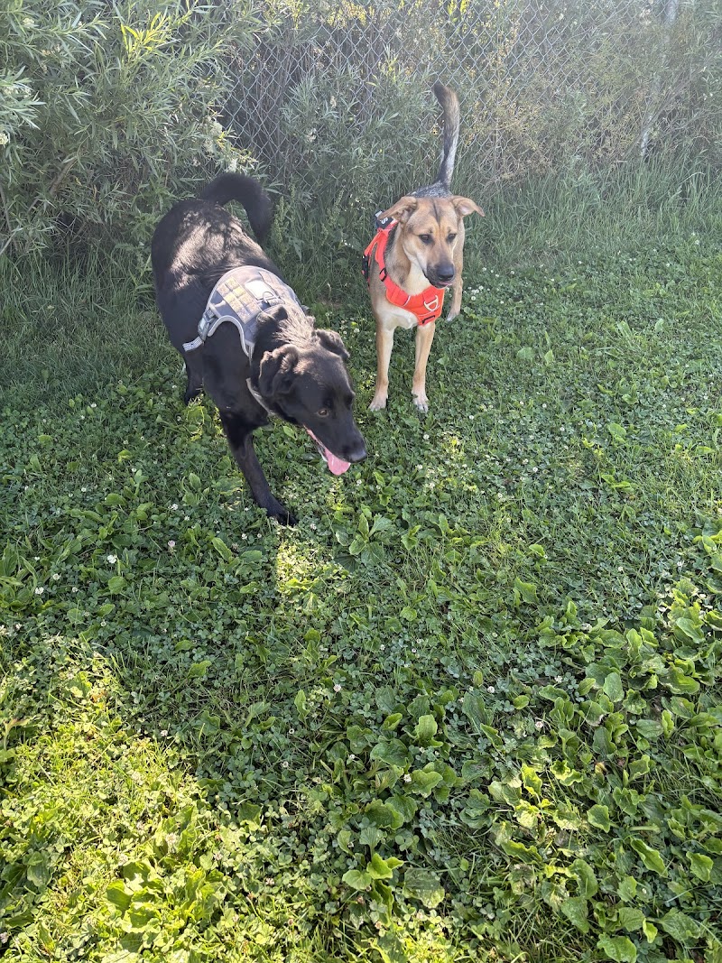 The Aud Neighbourhood Leash Free Dog Park dog park in Kitchener, Ontario