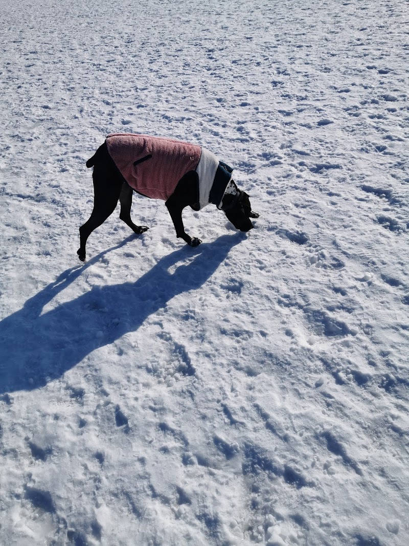 The Aud Neighbourhood Leash Free Dog Park dog park in Kitchener, Ontario