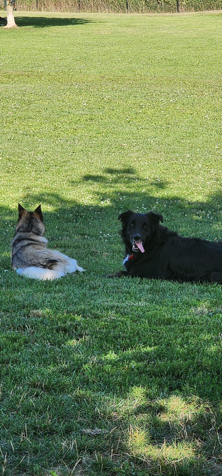 Cedar Hedge Park dog park in Milton, Ontario