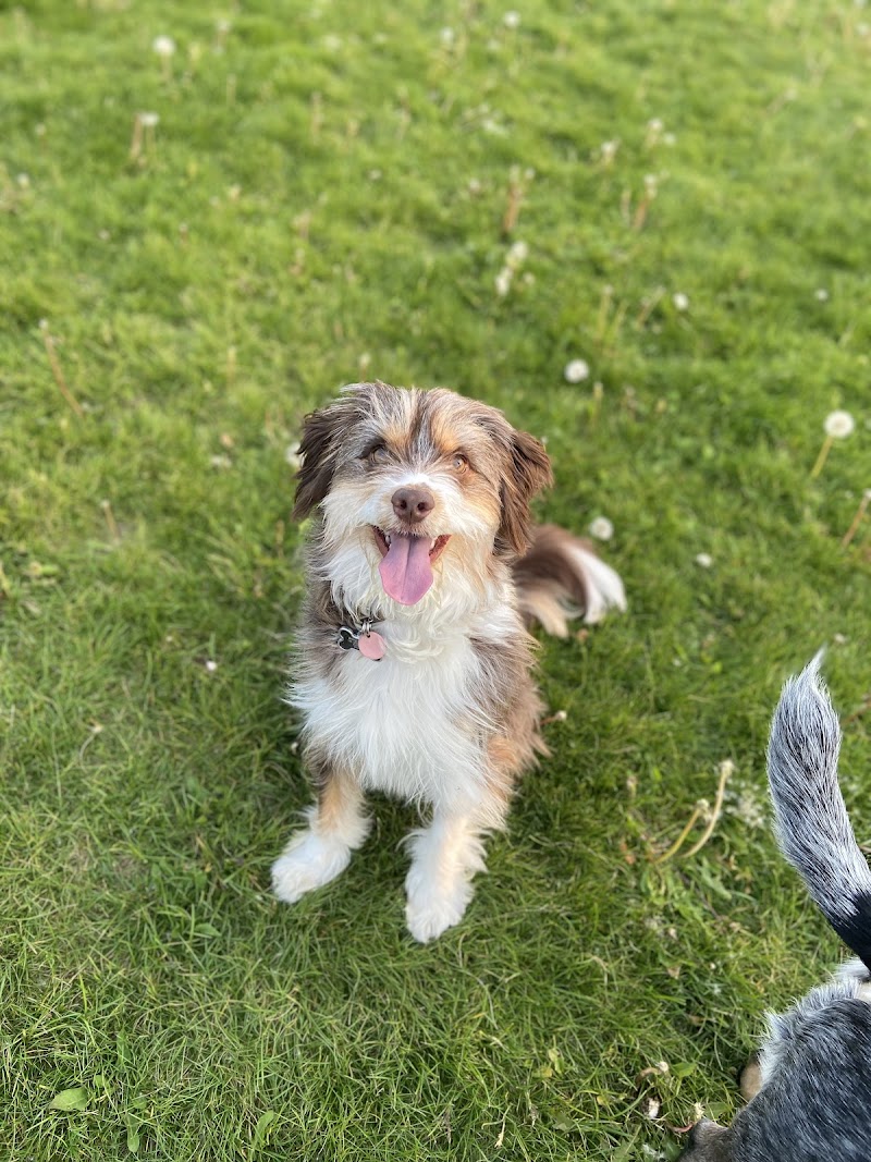 Joe Sam’s Dog Park dog park in Hamilton, Ontario