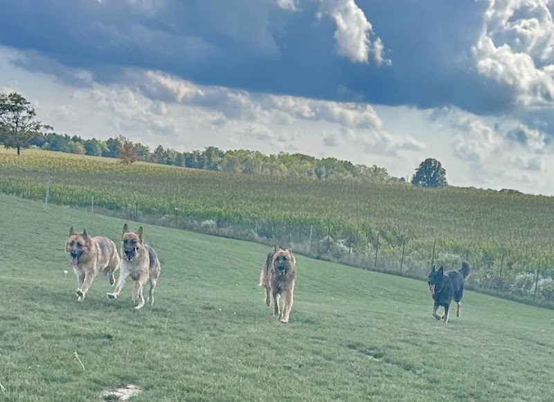 Country Canines Play Park - Hamilton dog park in Hamilton, Ontario