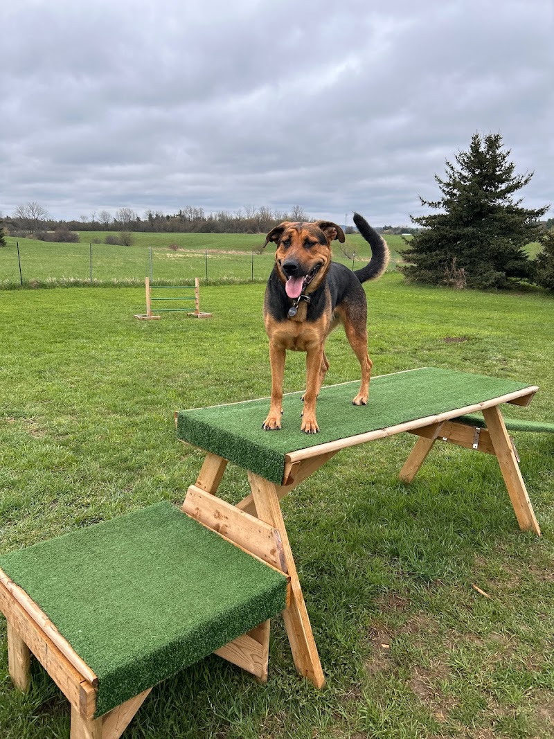 Country Canines Play Park - Hamilton dog park in Hamilton, Ontario